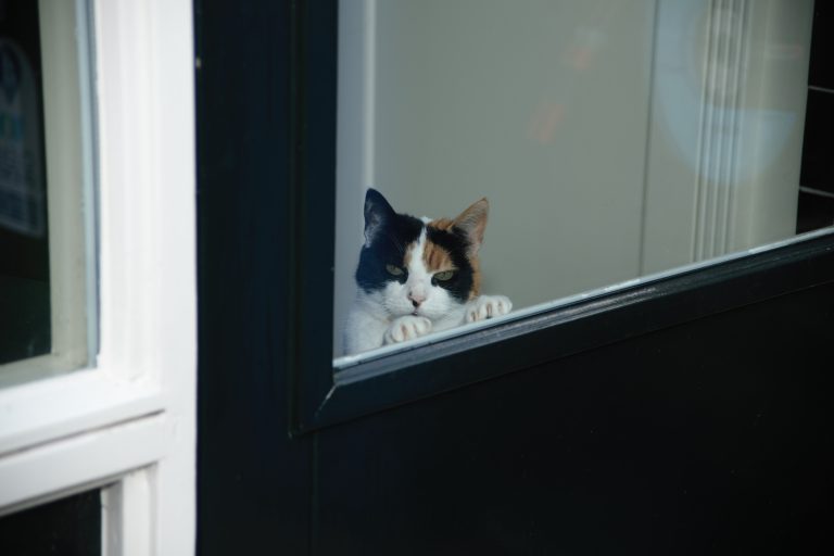 Wat mijn kat Lola mij leert over aandacht